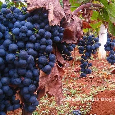Dobričić grapes