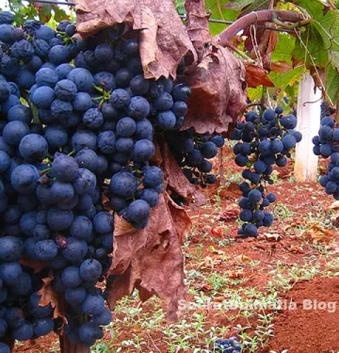 Dobričić grapes