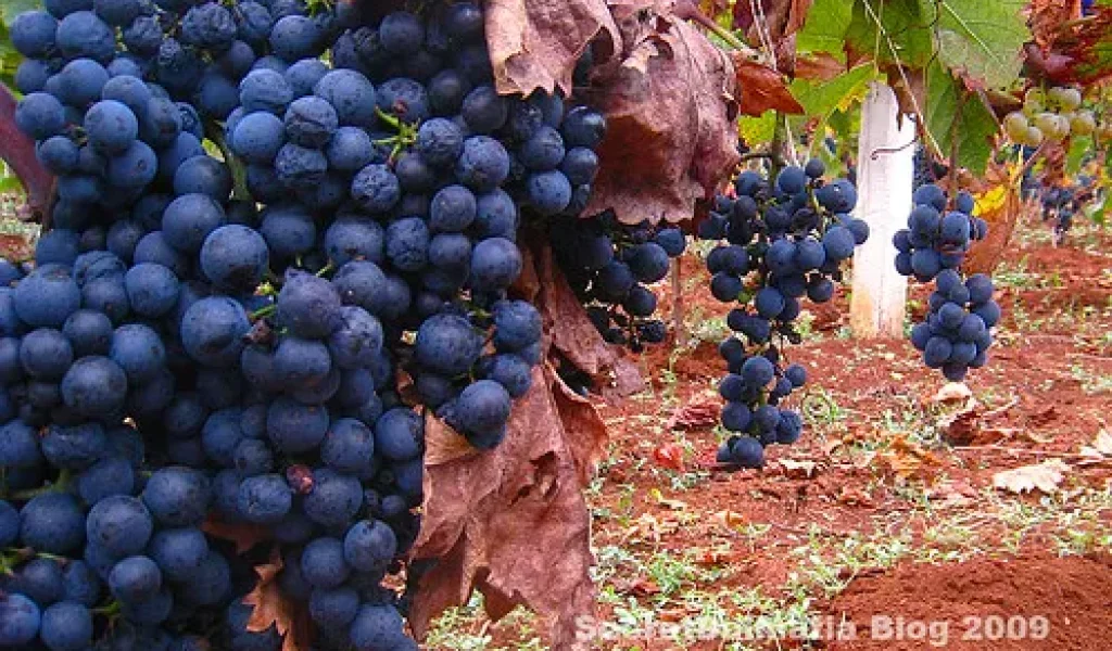 Dobričić grapes