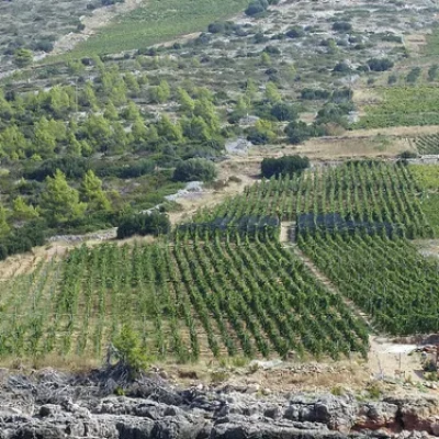 Plavac Mali of Hvar island