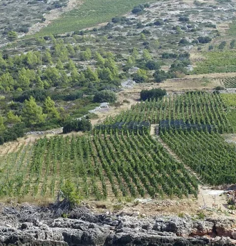 Plavac Mali of Hvar island