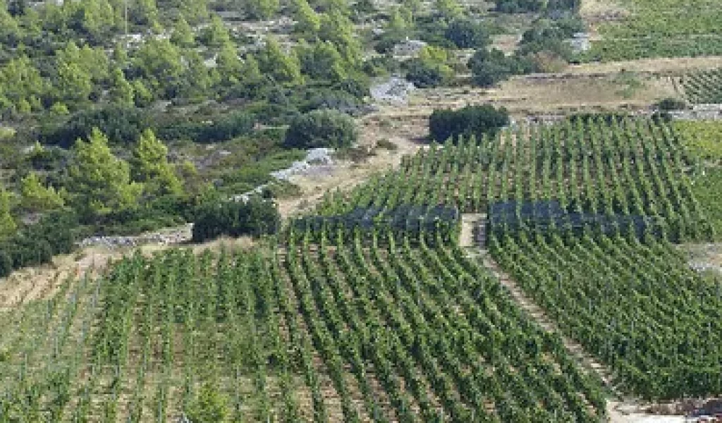 Plavac Mali of Hvar island