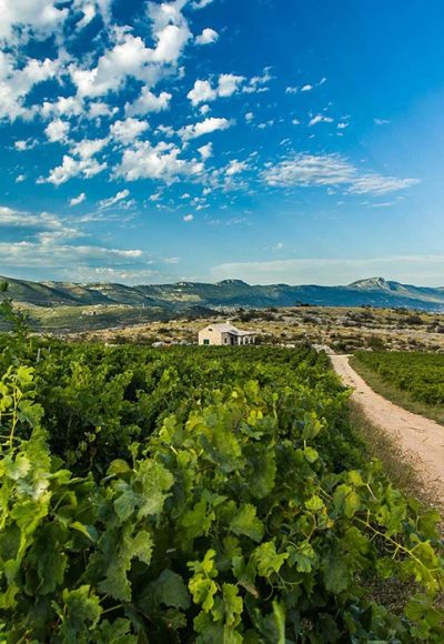 Home of Zinfandel, wine tour Kastela