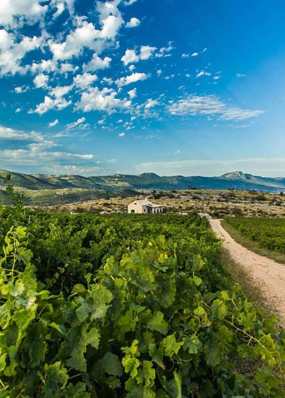 Home of Zinfandel, wine tour Kastela