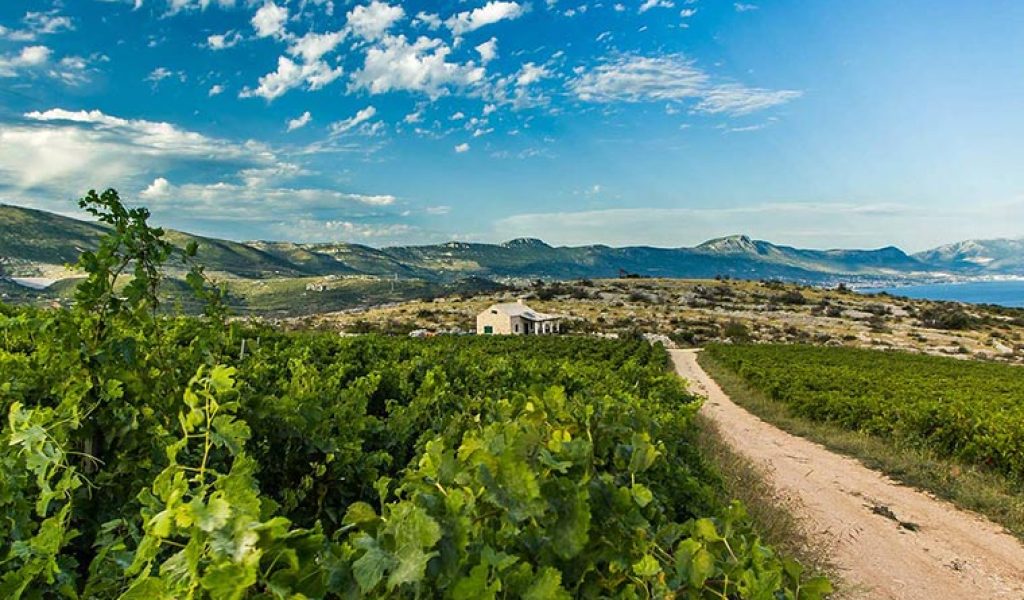 Home of Zinfandel, wine tour Kastela