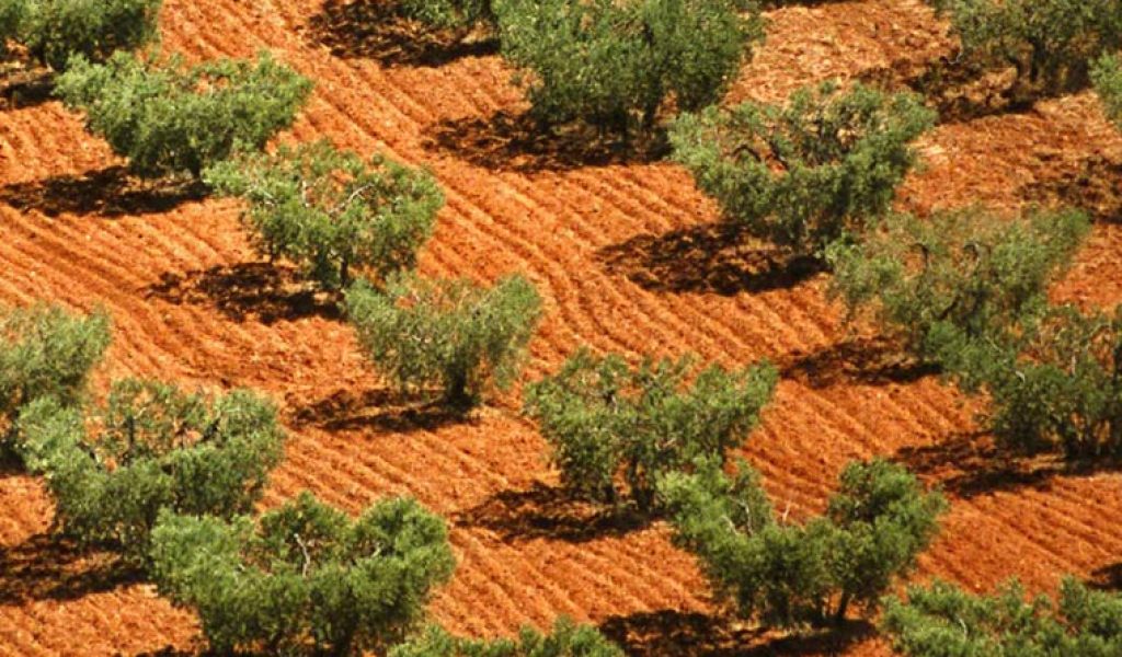 Olive grows in Istria