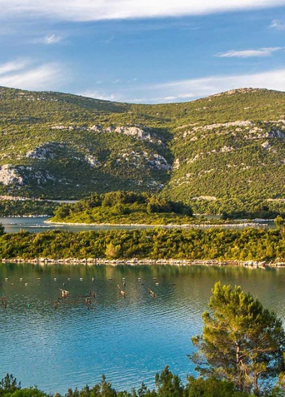 Oysters of Ston, Croatia