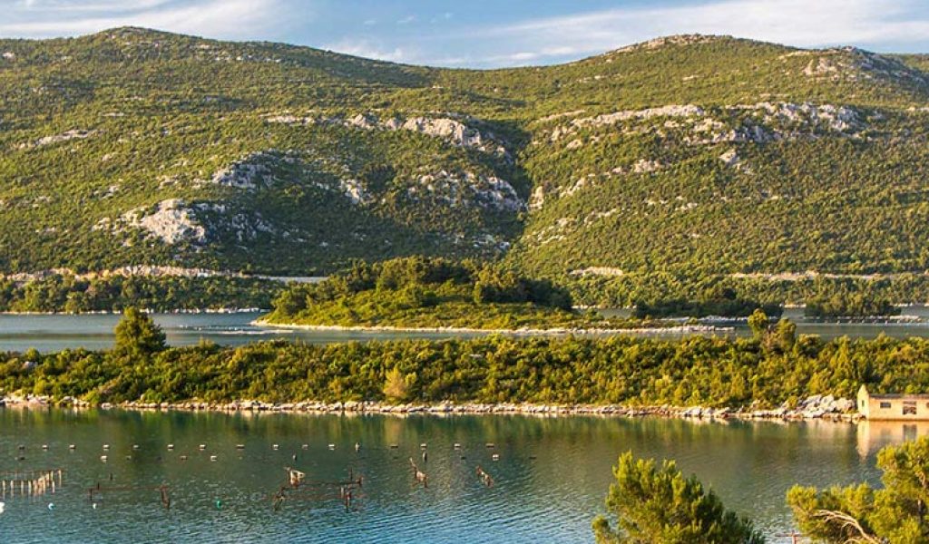 Oysters of Ston, Croatia