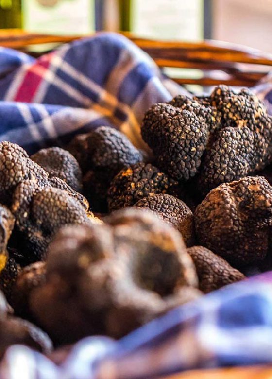 Truffle hunt, Istria
