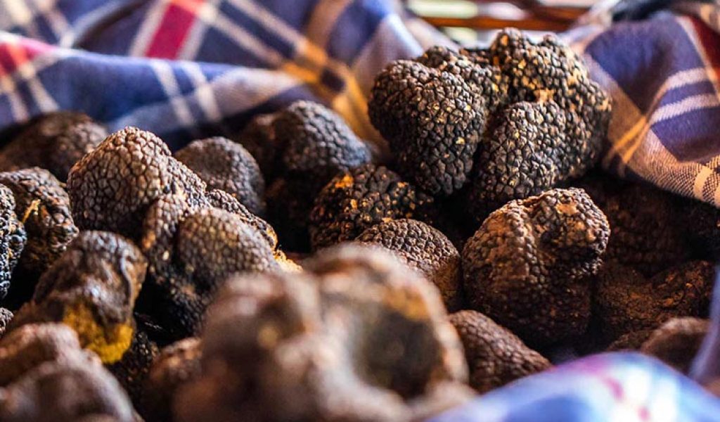 Truffle hunt, Istria