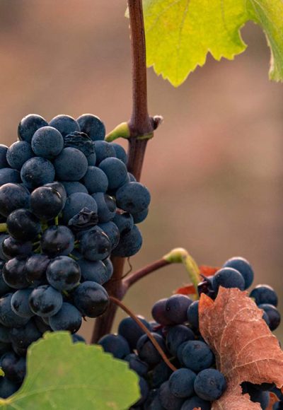 Wine of the Month