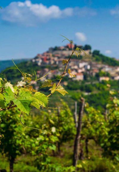 Wine tours of Istria