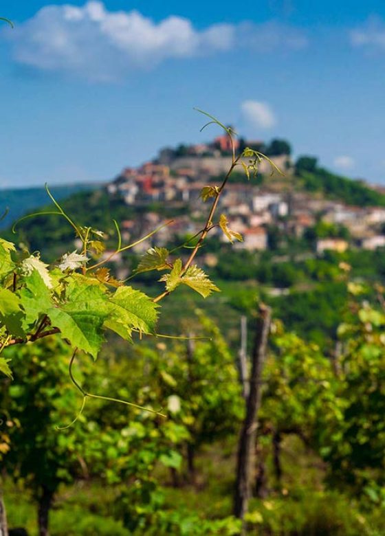 Wine tours of Istria