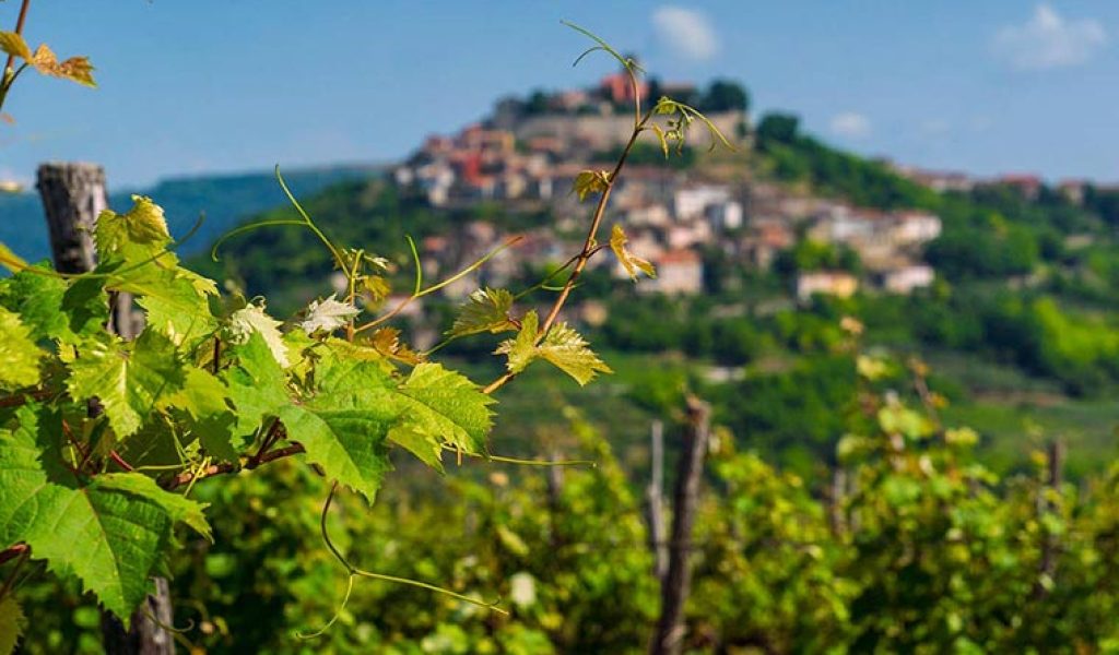 Wine tours of Istria