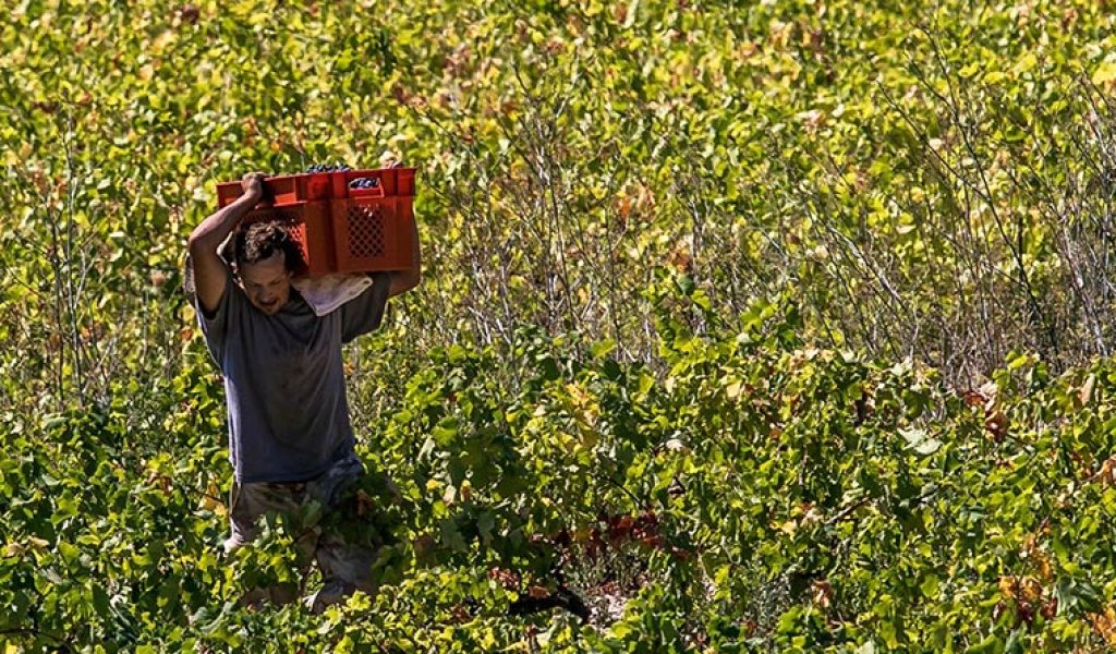 Wine tour of Hvar island